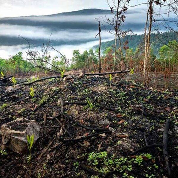 Los desastres ambientales y su afectación a la masa vegetal en Panamá