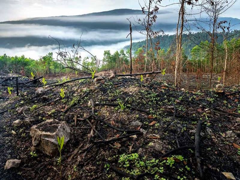 Los desastres ambientales y su afectación a la masa vegetal en Panamá