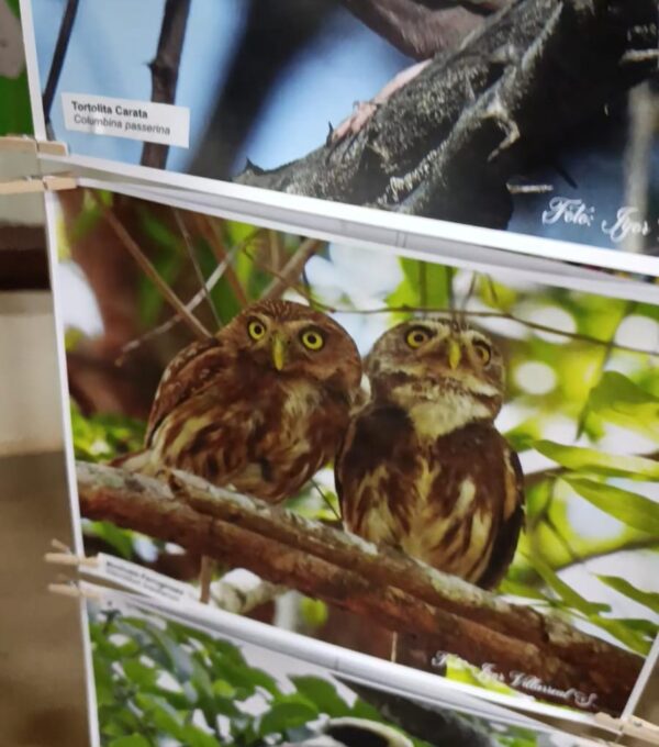Foro Científico “Espacios compartidos: crear ciudades con aves” contó con la participación de UMECIT