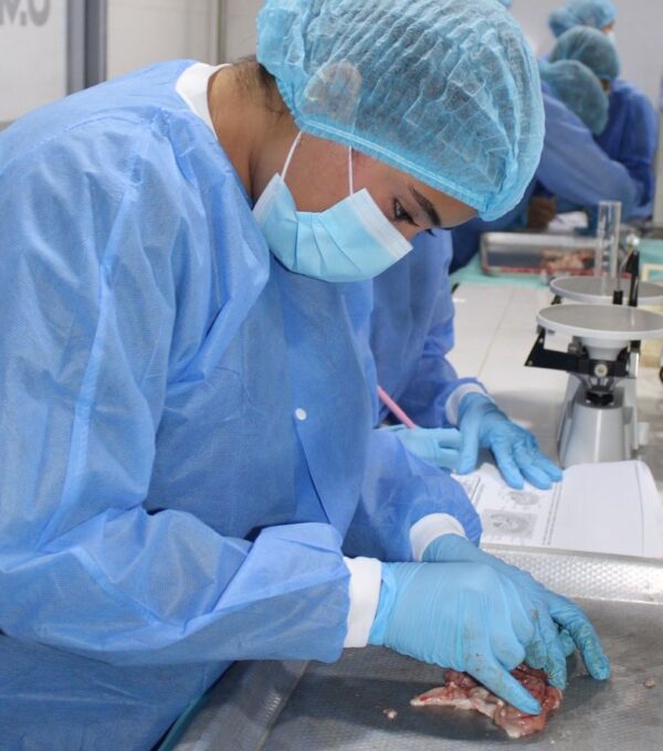 Taller de Neuroanatomía en Vivo: Observación del Encéfalo y Médula Espinal