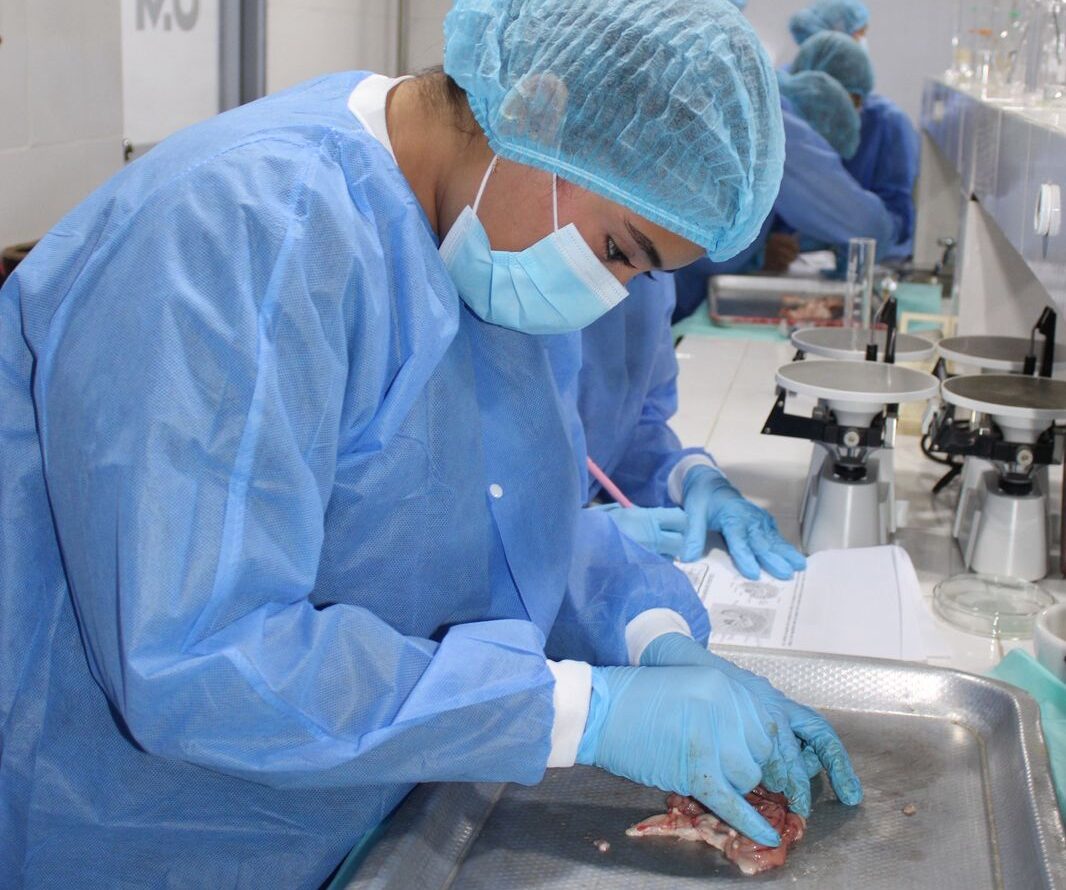 Taller de Neuroanatomía en Vivo: Observación del Encéfalo y Médula Espinal