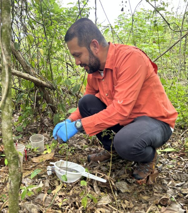 UMECIT David impulsa investigación sobre la importancia de los parches de bosque en la entomología forense
