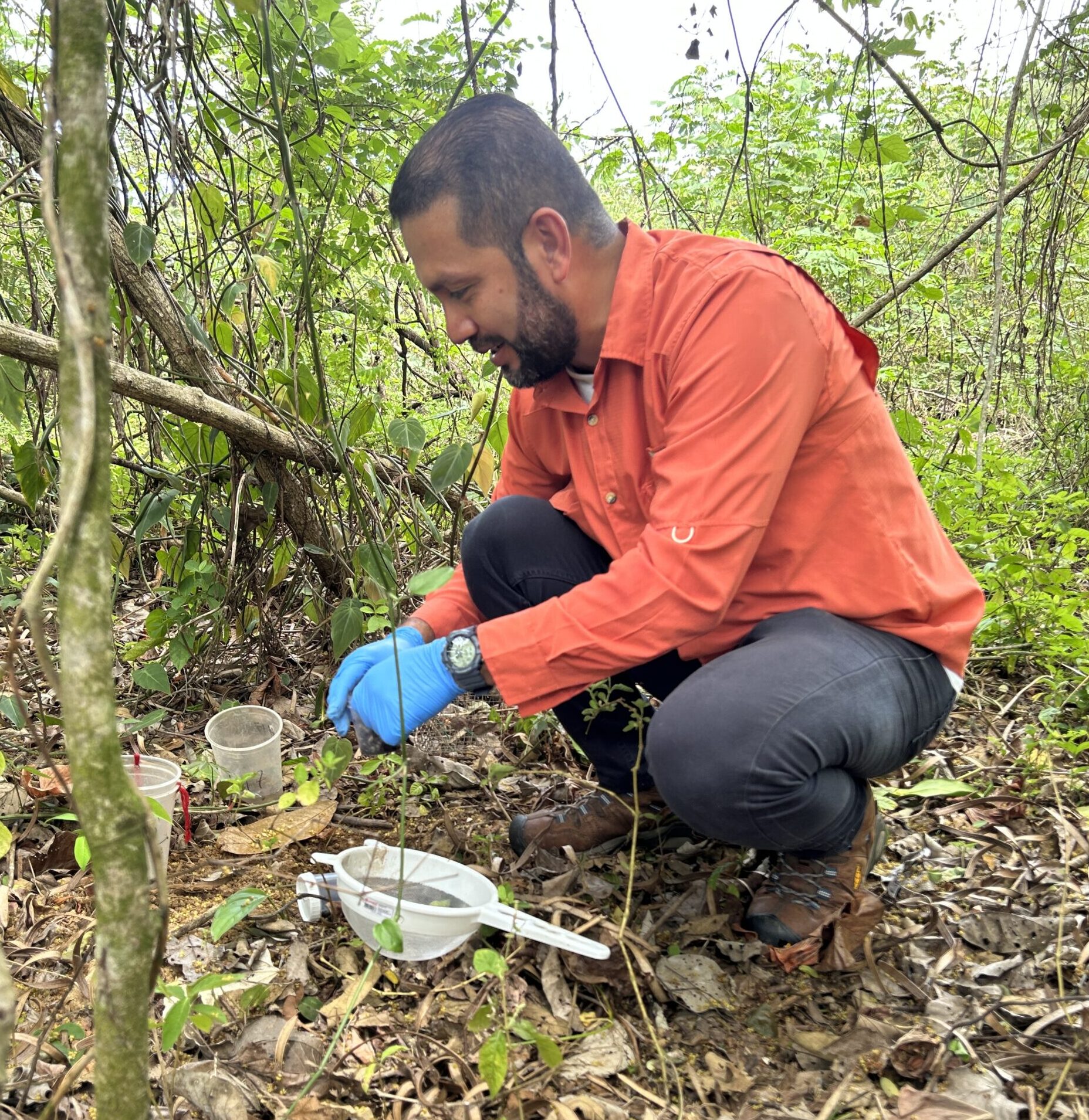 UMECIT David impulsa investigación sobre la importancia de los parches de bosque en la entomología forense